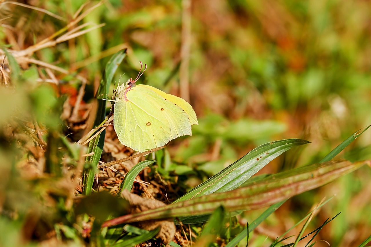 gonepteryx rhamni  whites  pieridae free photo