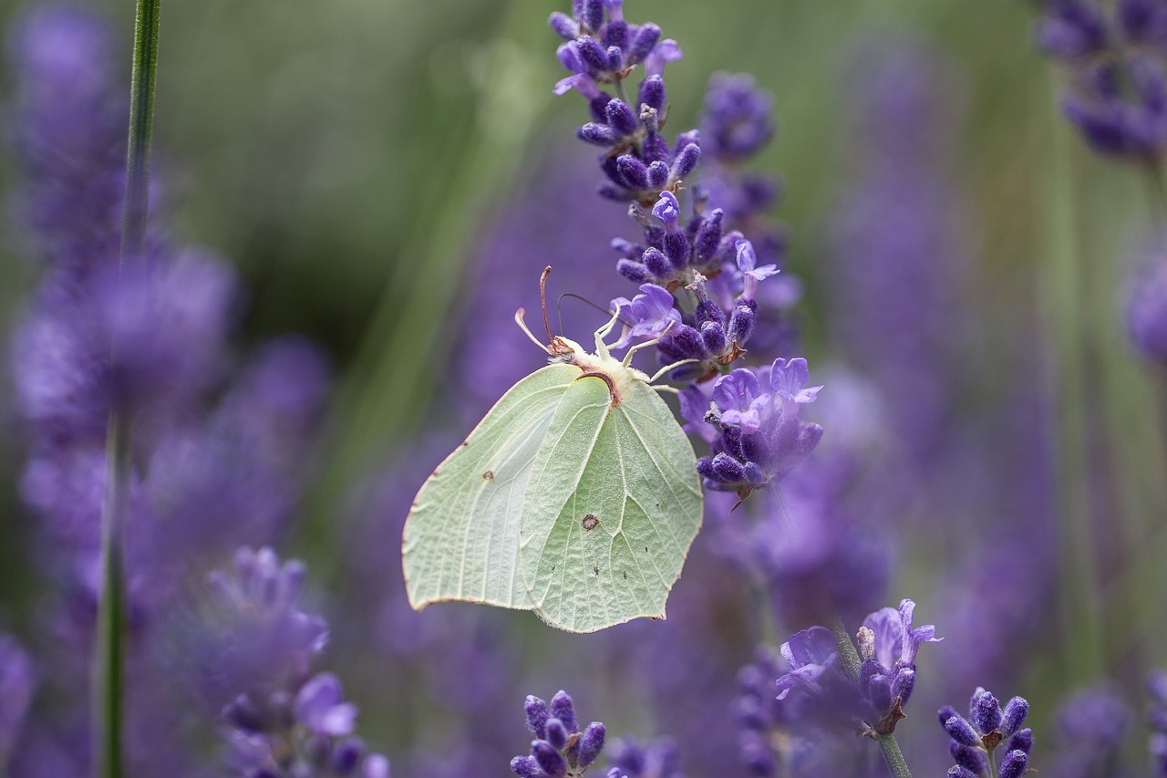 gonepteryx rhamni  butterfly  lavender free photo