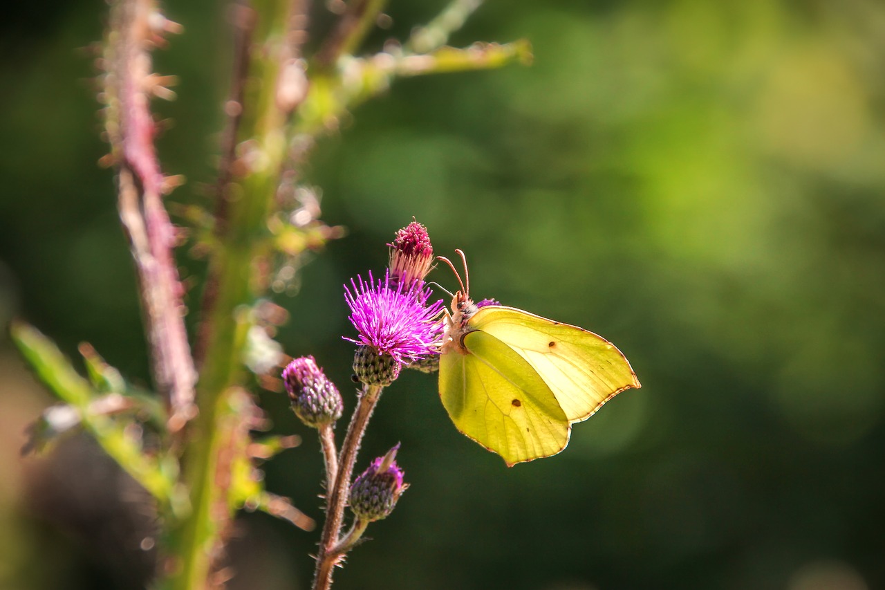 gonepteryx rhamni  butterfly  animal free photo