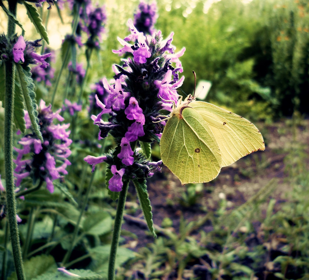 gonepteryx rhamni butterfly nature free photo