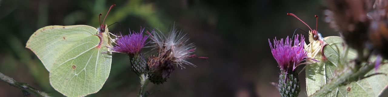 gonepteryx rhamni  banner  butterfly free photo