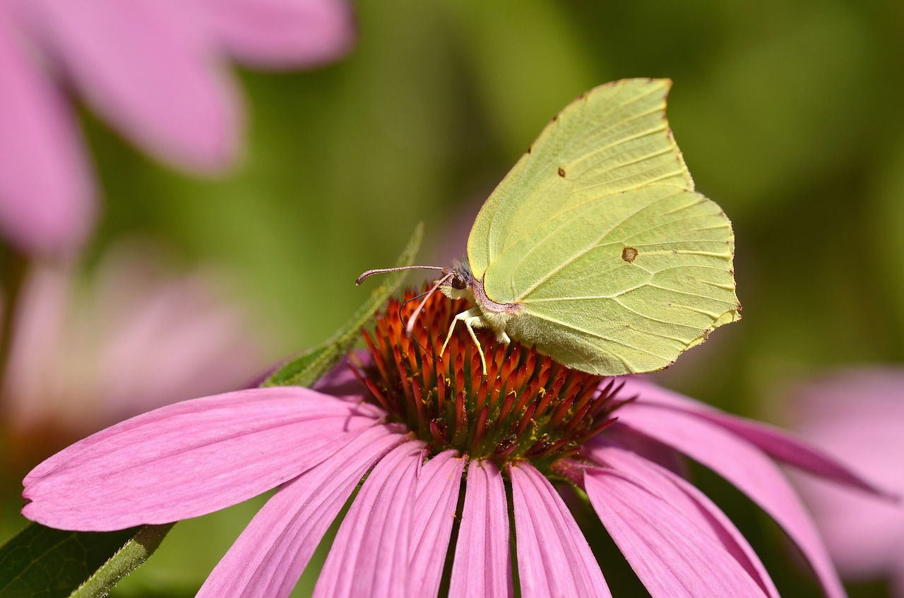 gonepteryx rhamni  butterfly  blossom free photo