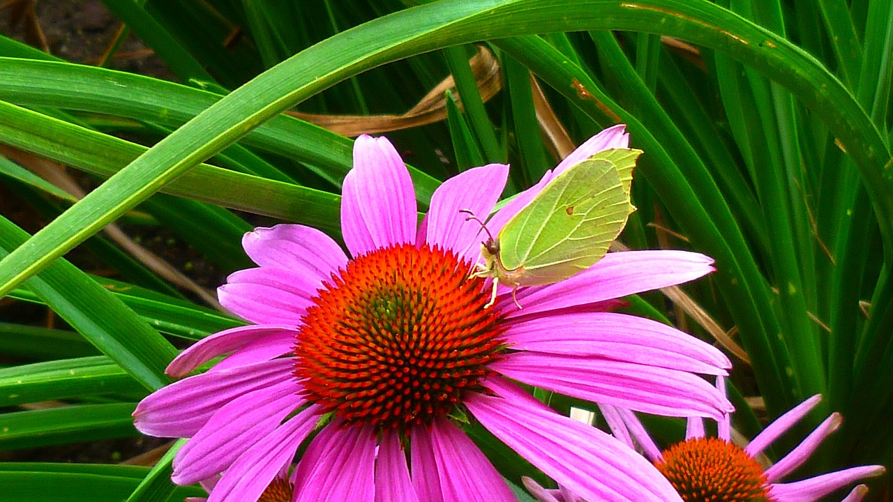 gonepteryx rhamni flower butterfly free photo