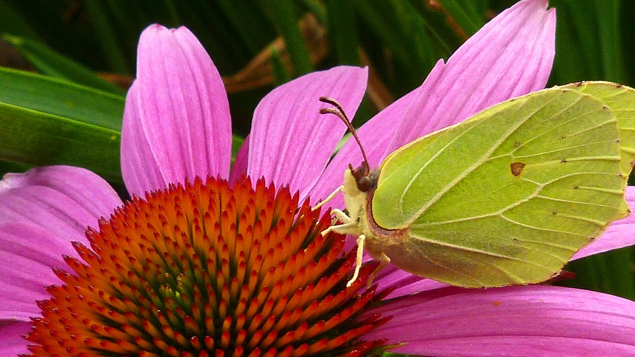 gonepteryx rhamni butterfly yellow free photo