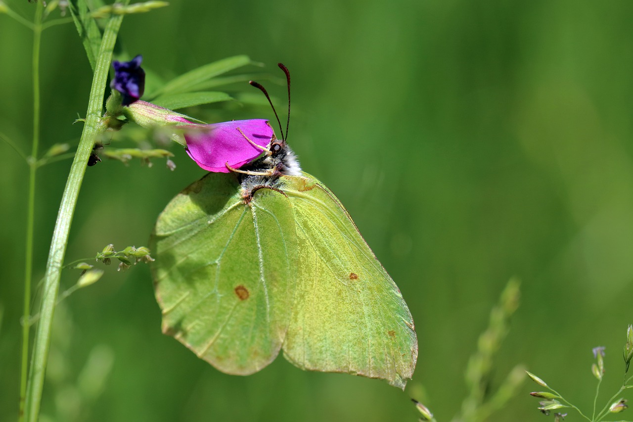gonepteryx rhamni  butterfly  insect free photo