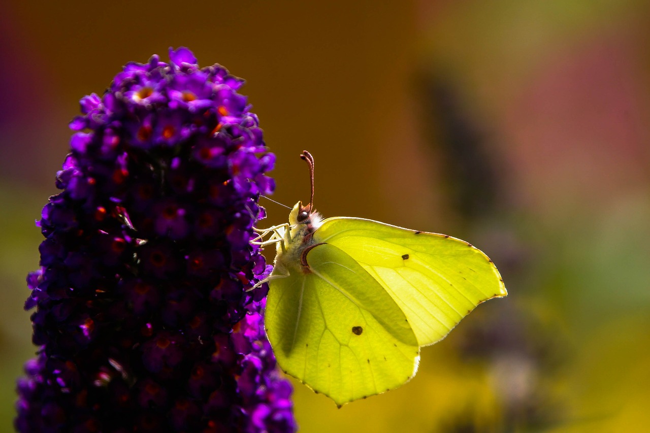 gonepteryx rhamni butterfly blossom free photo