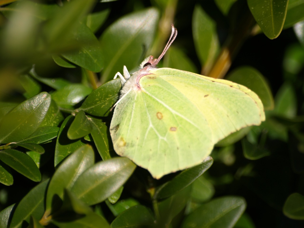 gonepteryx rhamni butterfly yellow free photo