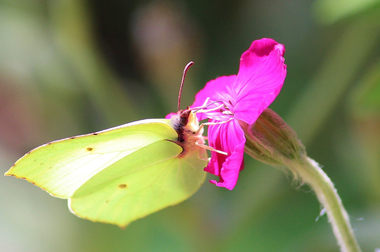 gonepteryx rhamni blossom bloom free photo