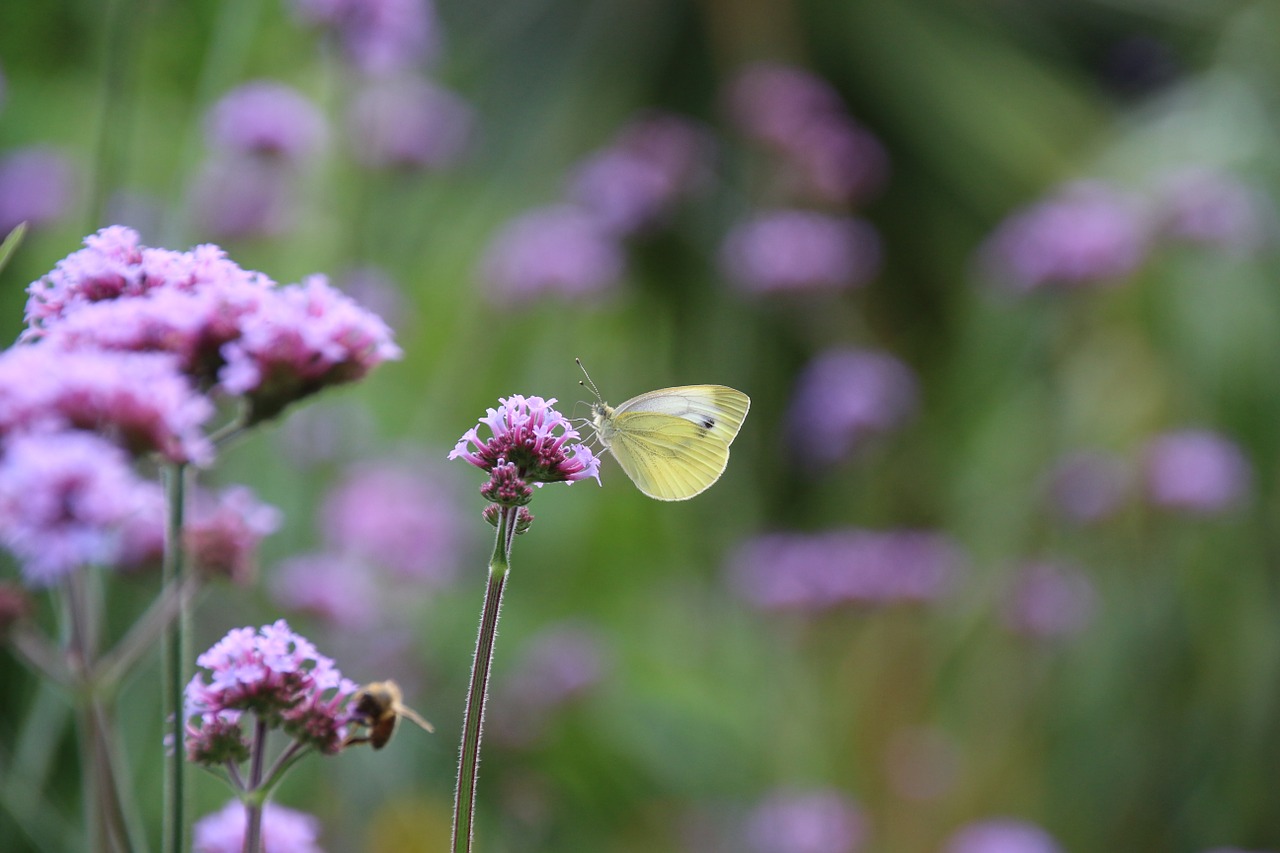 gonepteryx rhamni butterfly yellow free photo