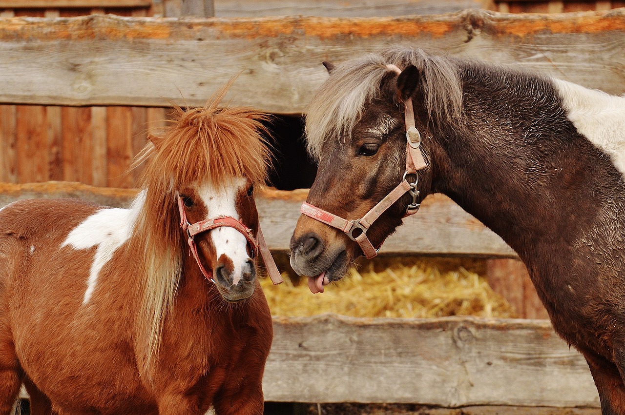 pony animal rescue horses free photo
