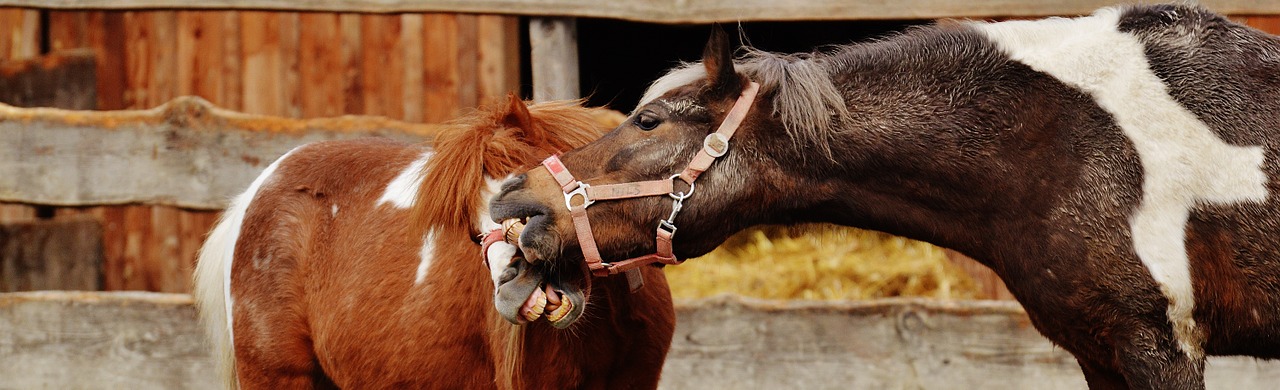 horses pony animal rescue free photo