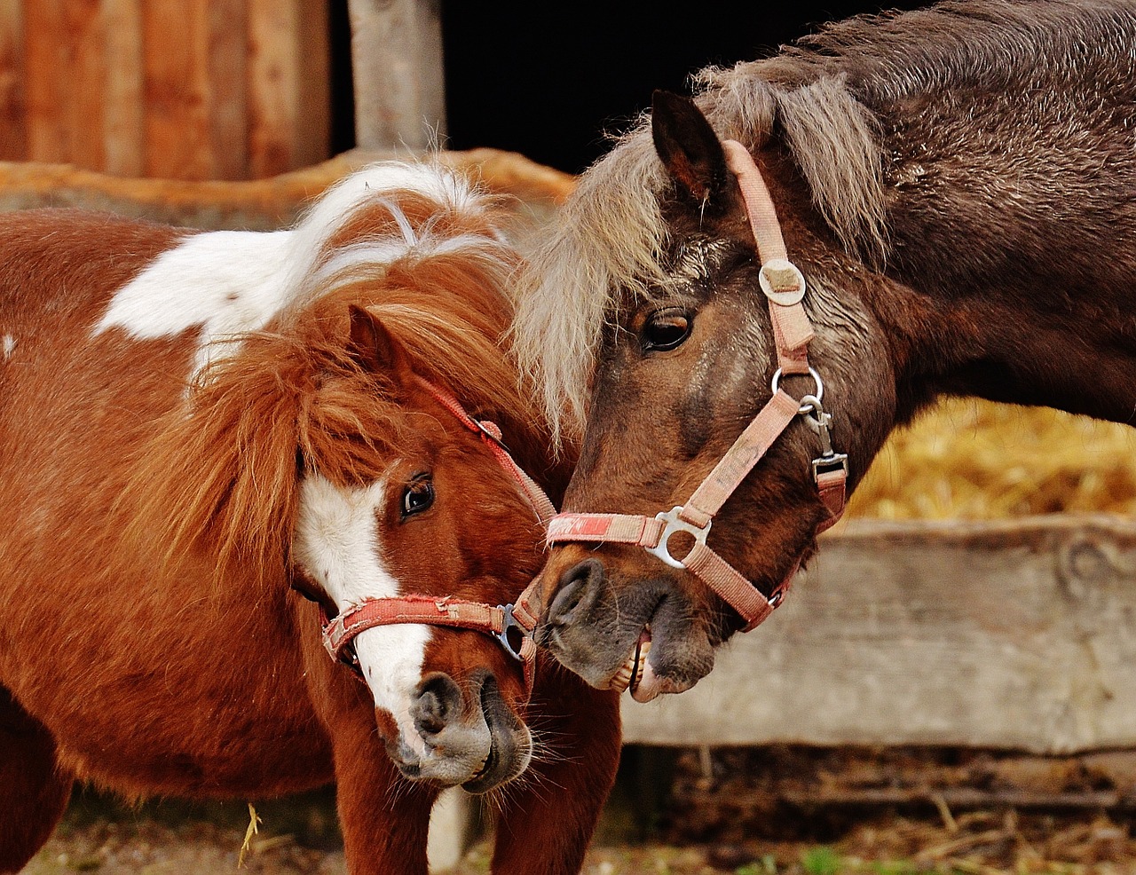 horses pony animal rescue free photo