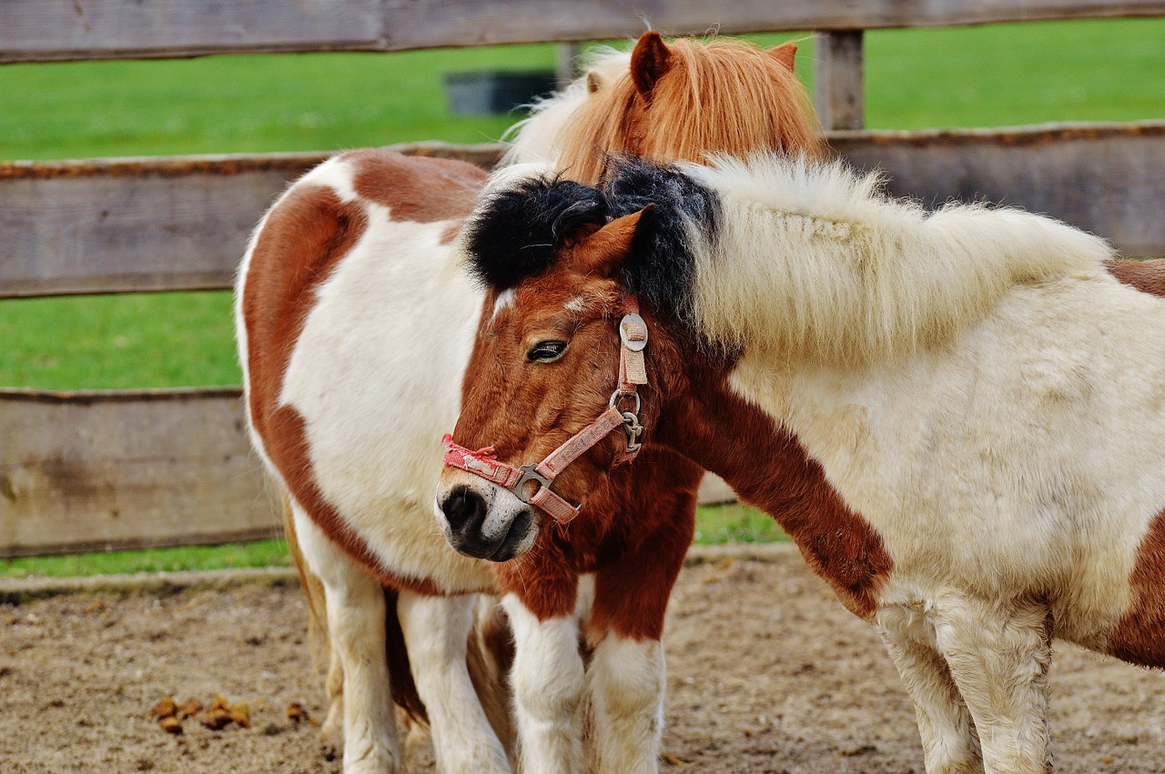 pony animal rescue horses free photo