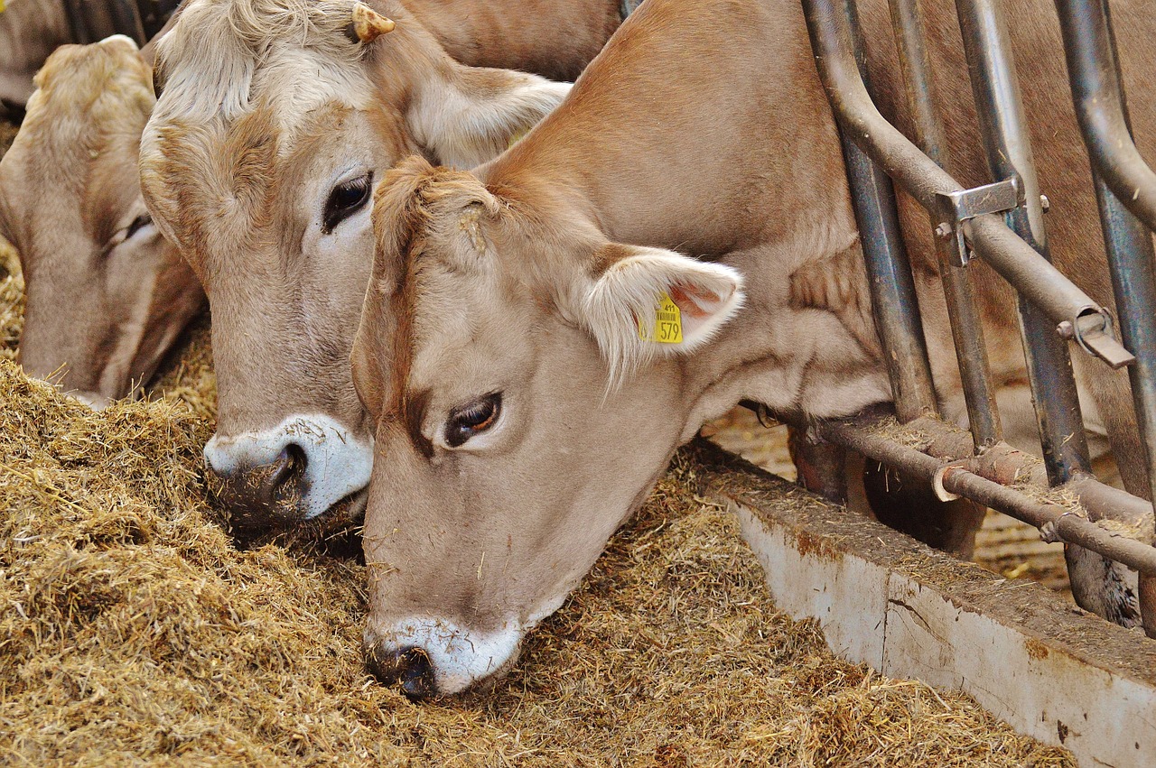 cows stall barn animals free photo