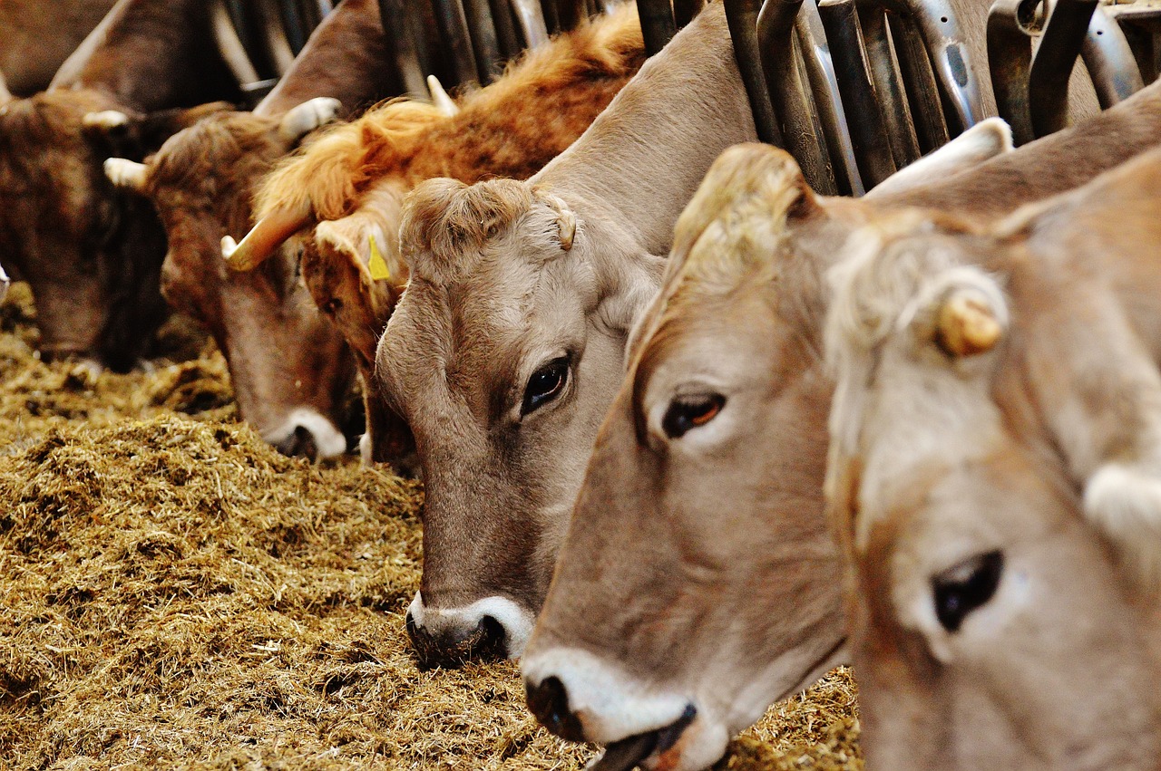 cows stall barn animals free photo