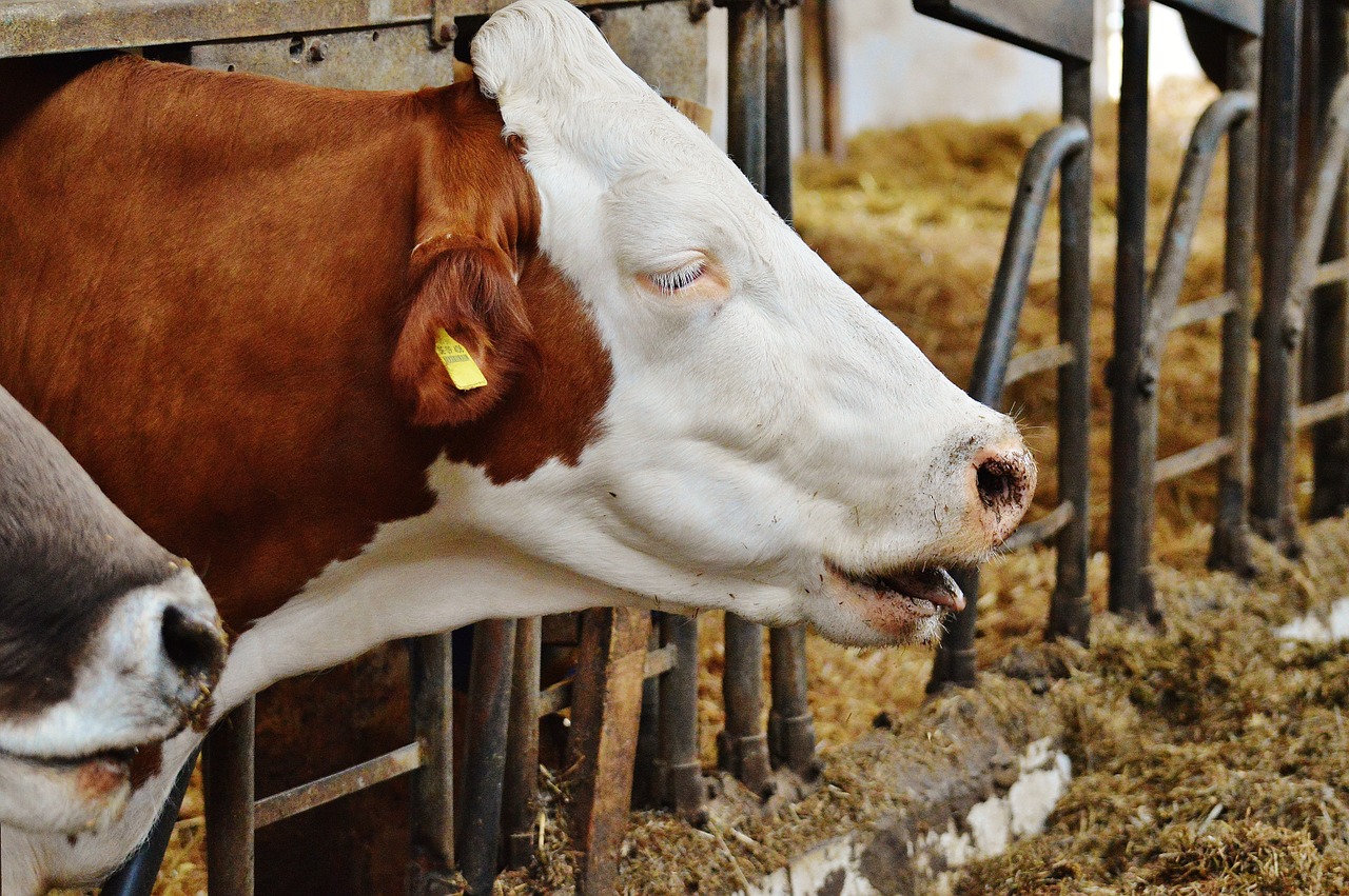 cows stall barn animals free photo