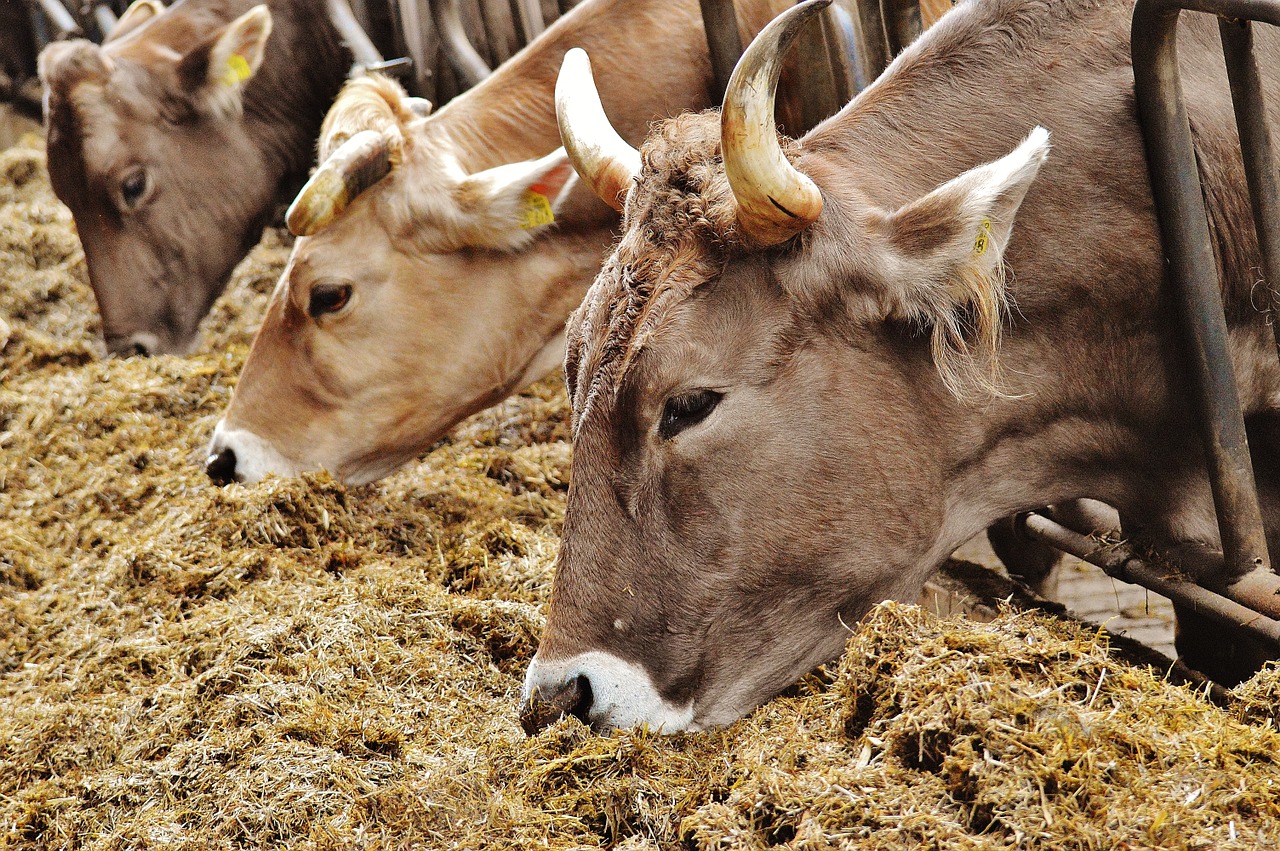 cows stall barn animals free photo