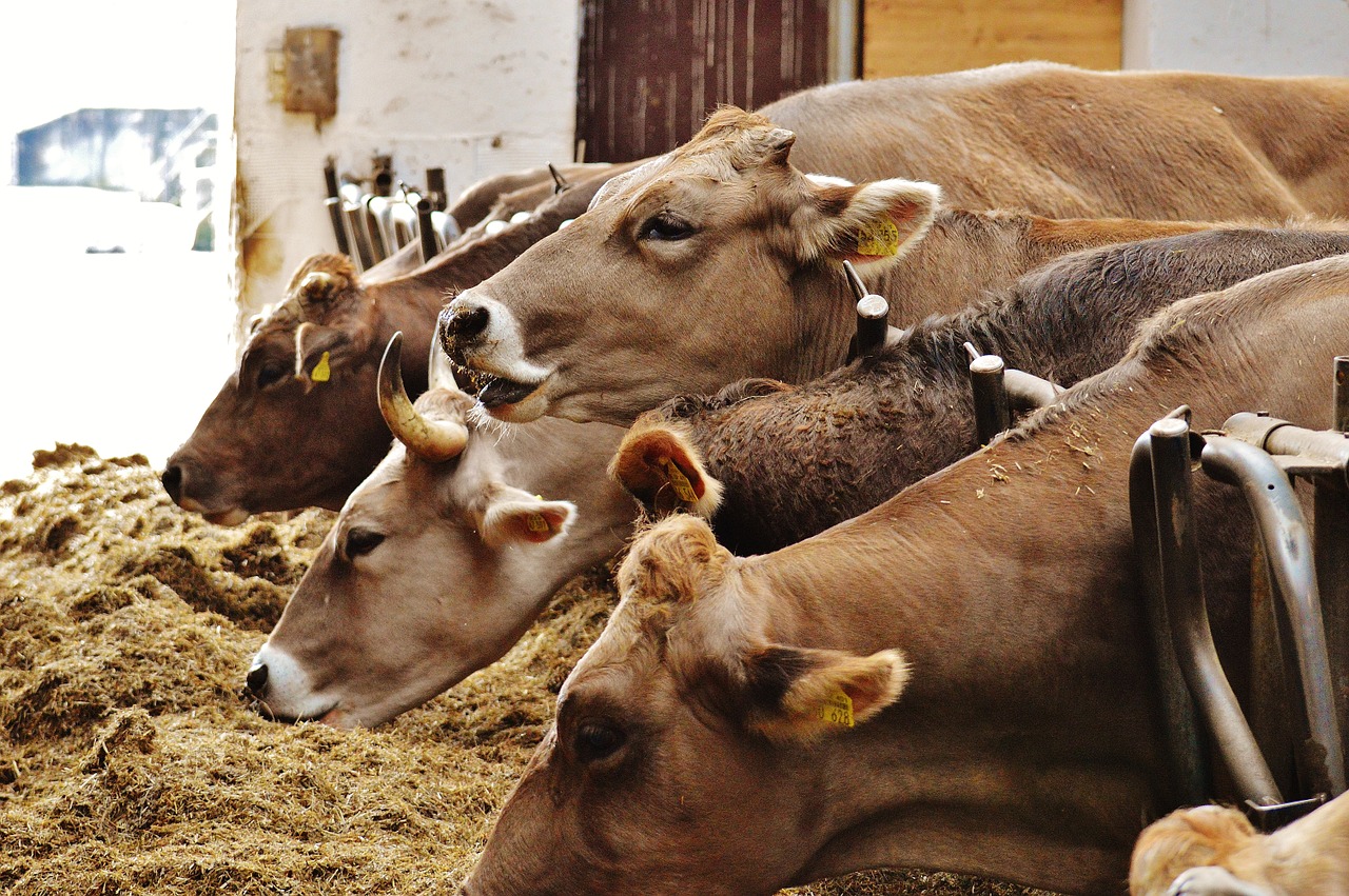 cows animals farm free photo