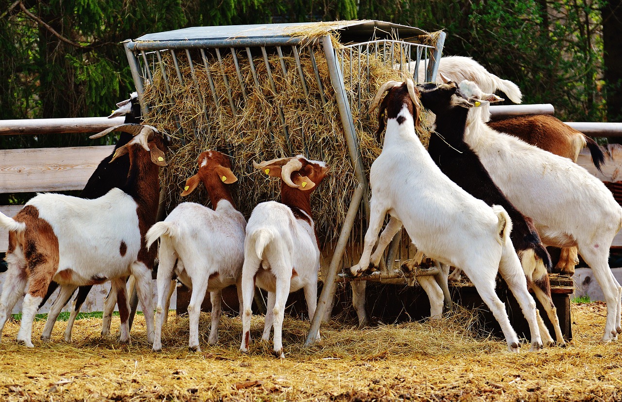 goats animal farm free photo