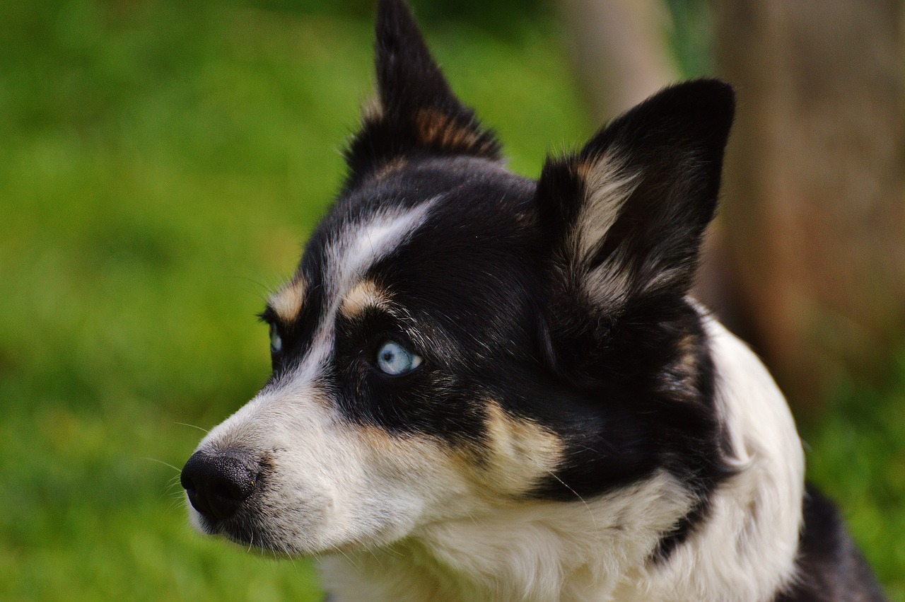 husky dog animal free photo