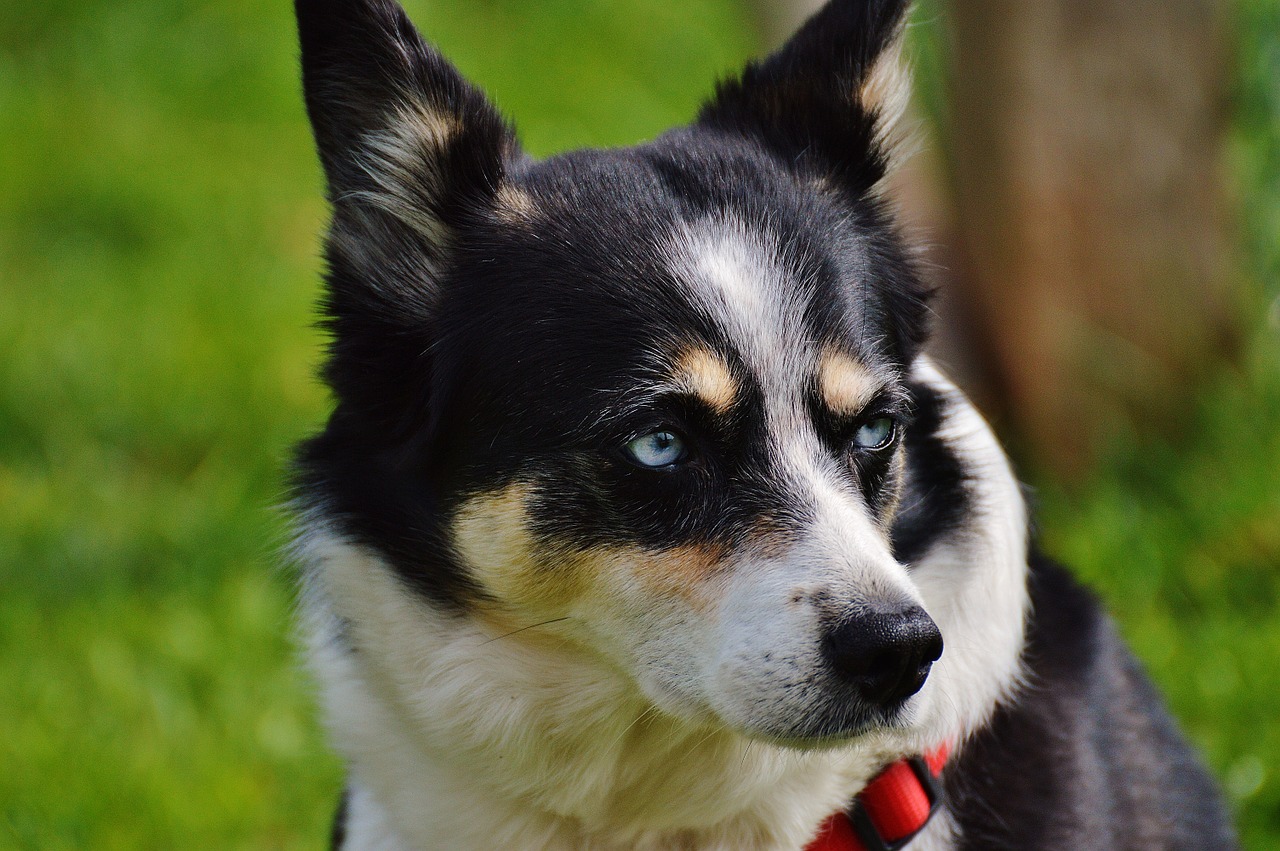 husky dog animal free photo