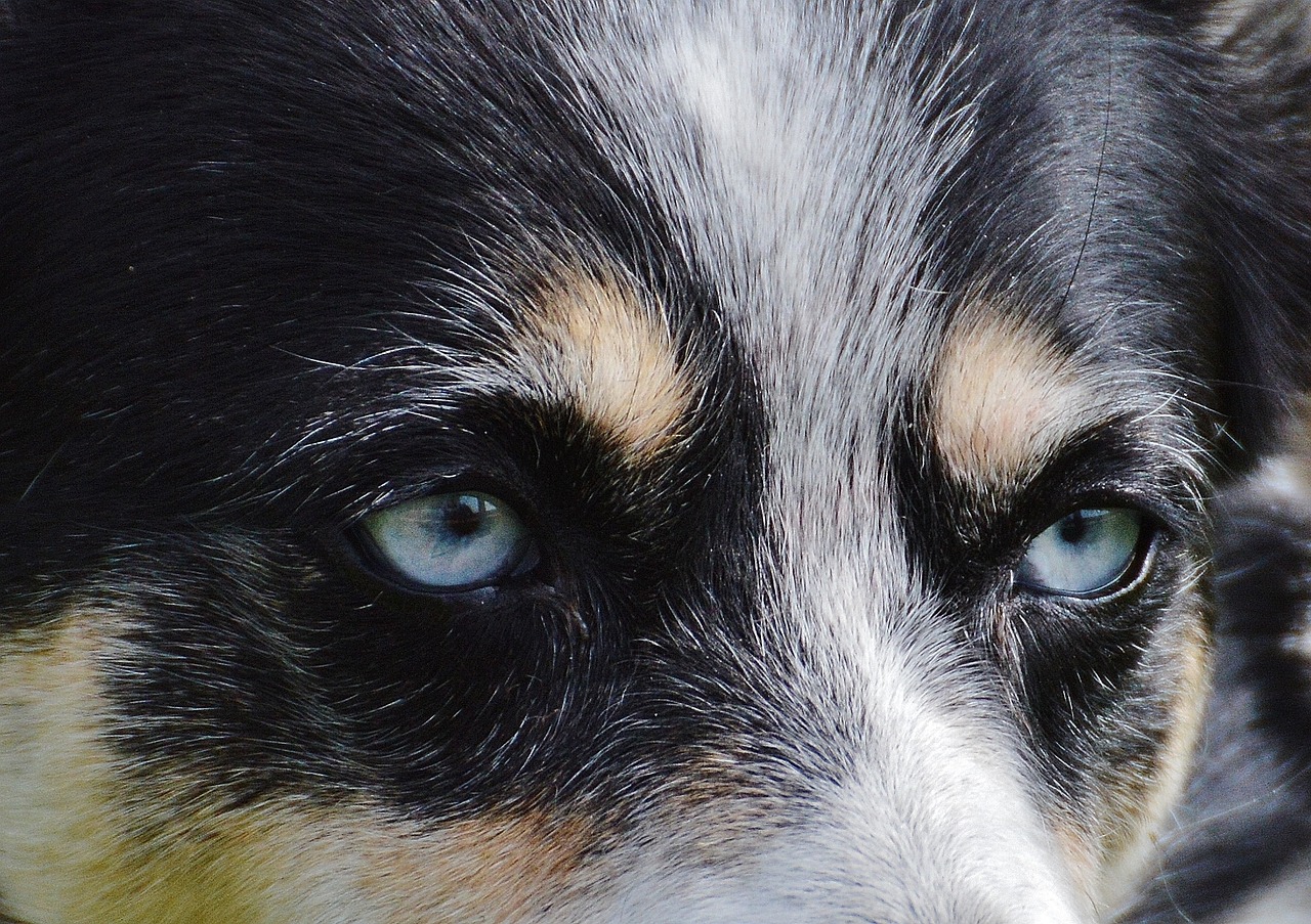 husky eyes head free photo