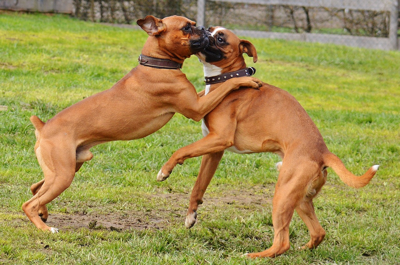 boxer dogs dogs good aiderbichl free photo