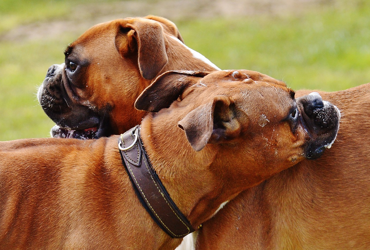 boxer dogs dogs good aiderbichl free photo