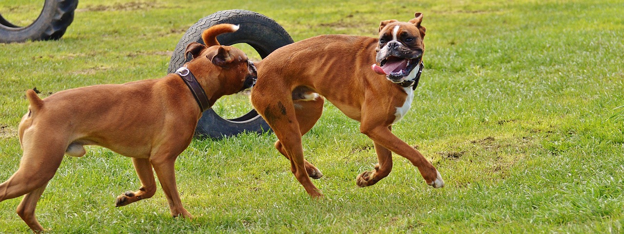 boxer dogs dogs good aiderbichl free photo