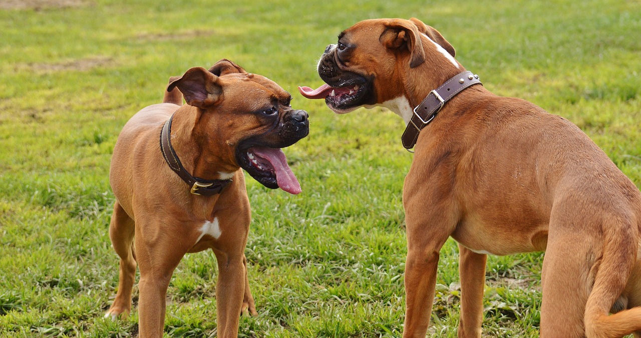 boxer dogs dogs good aiderbichl free photo