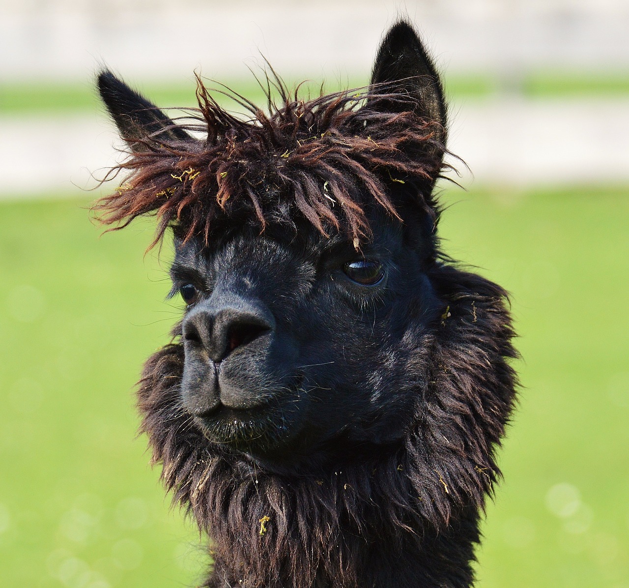 lama head black free photo