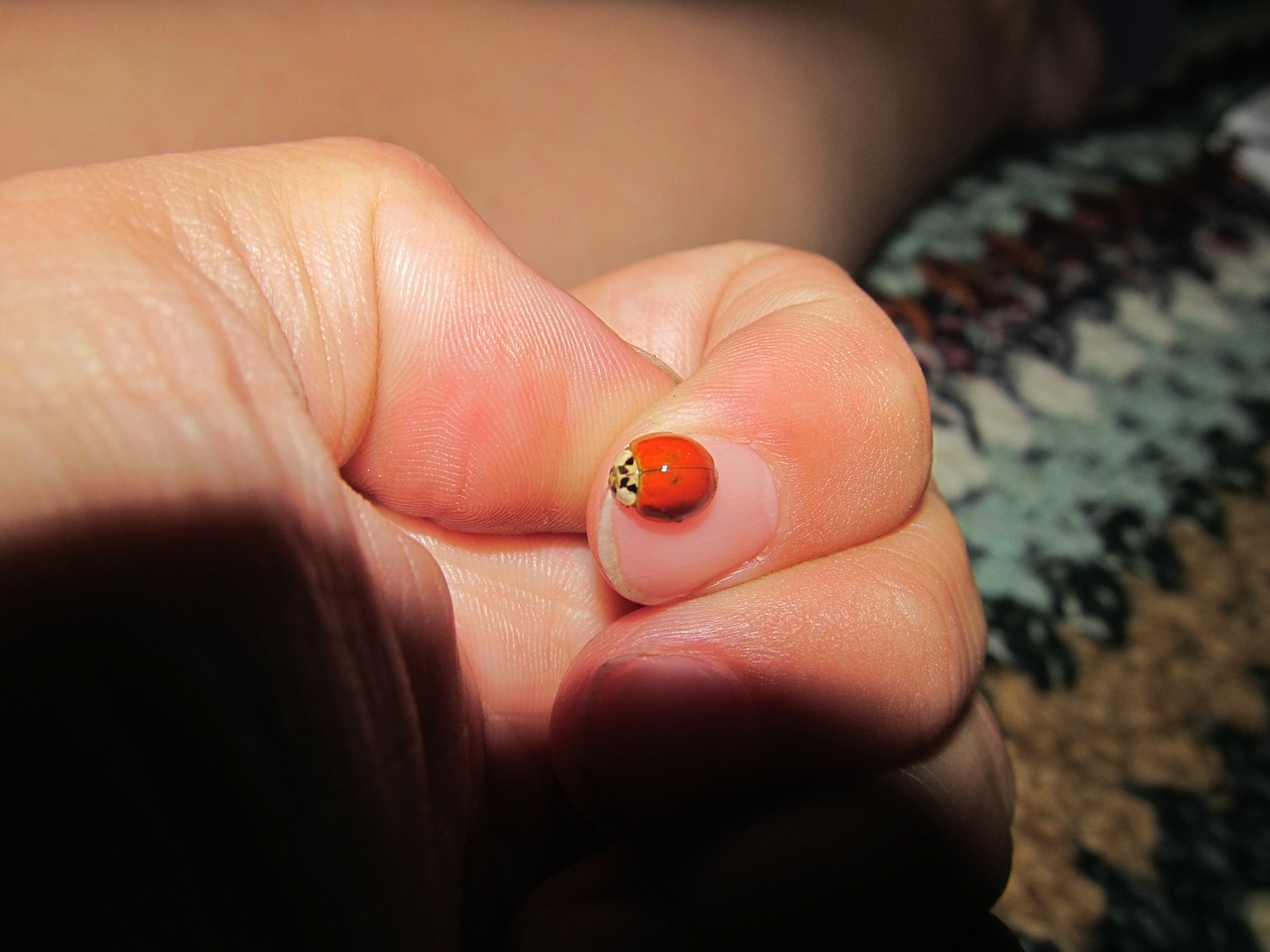 good luck lucky charm ladybug free photo