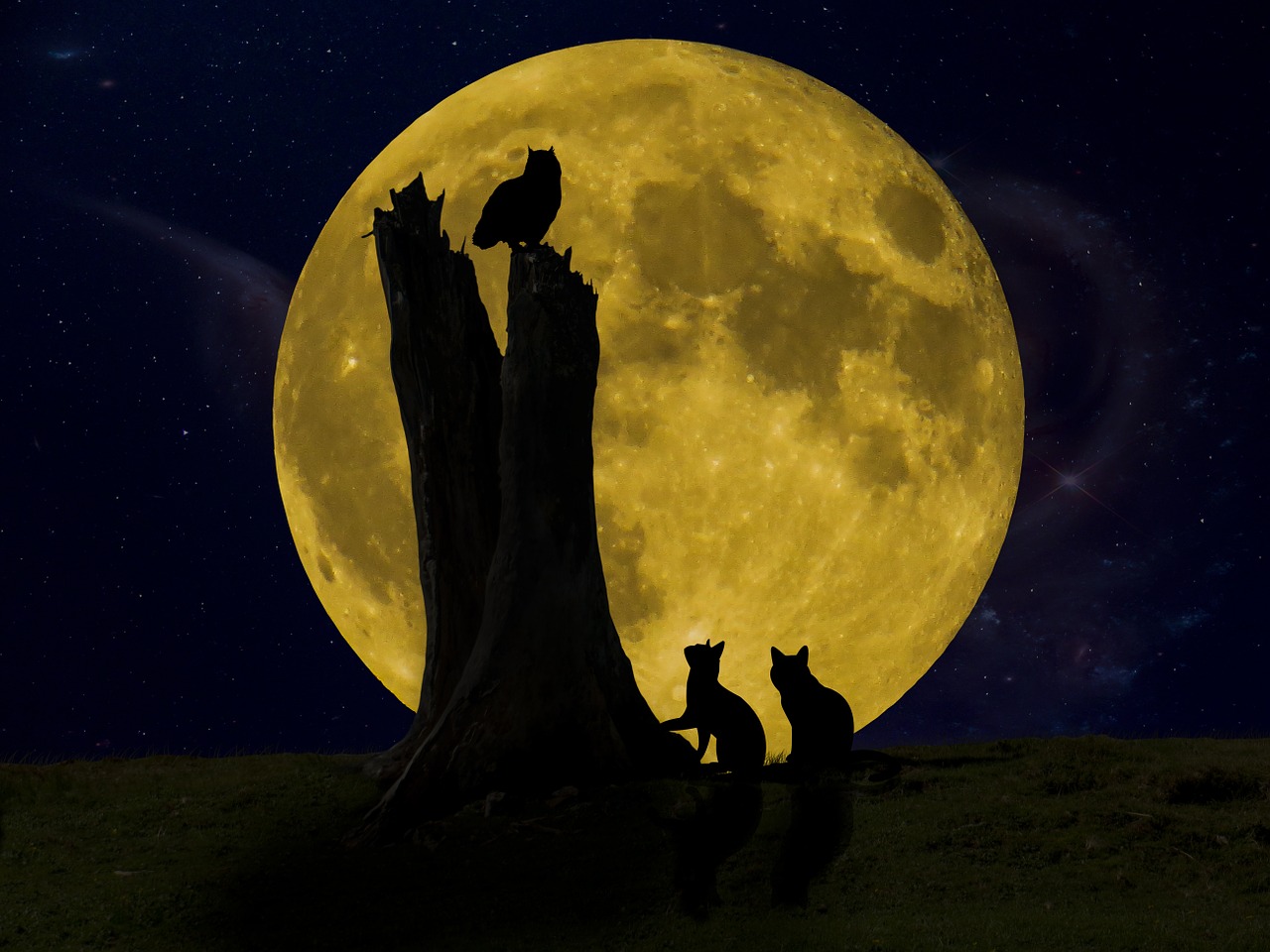 good night moon owl free photo