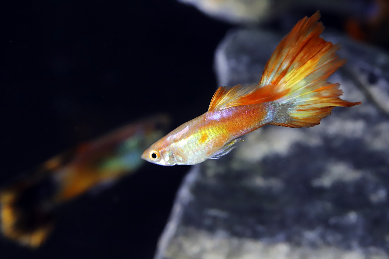 goofy  tropical fish  fish free photo