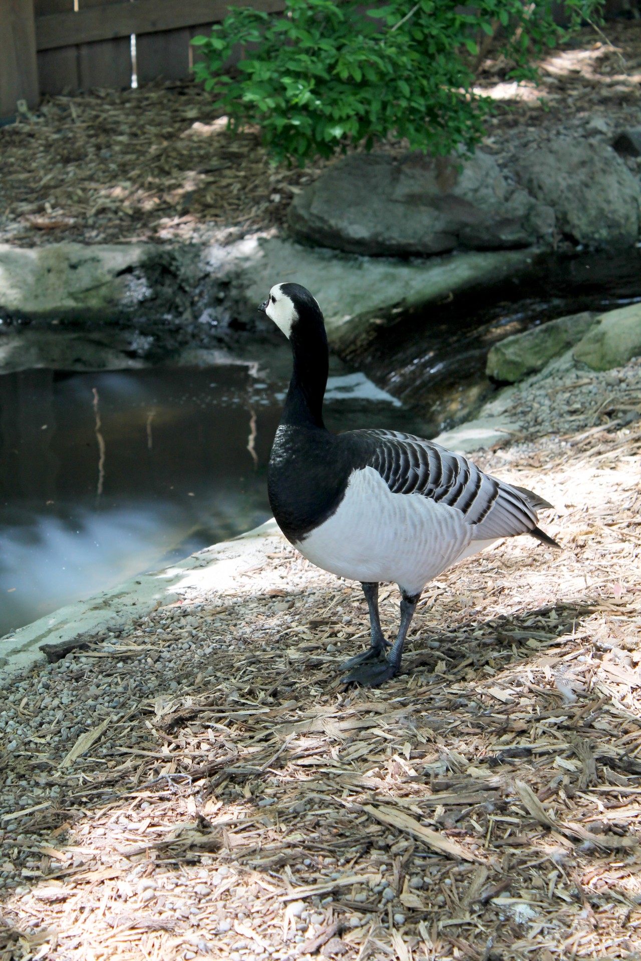 goose geese color free photo