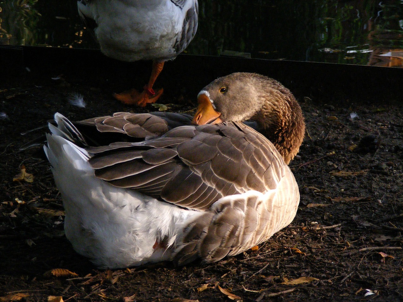 goose sleep animal free photo