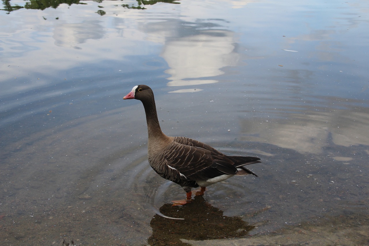 goose nature animal free photo