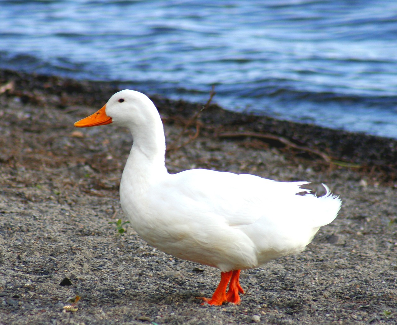 goose birds white free photo