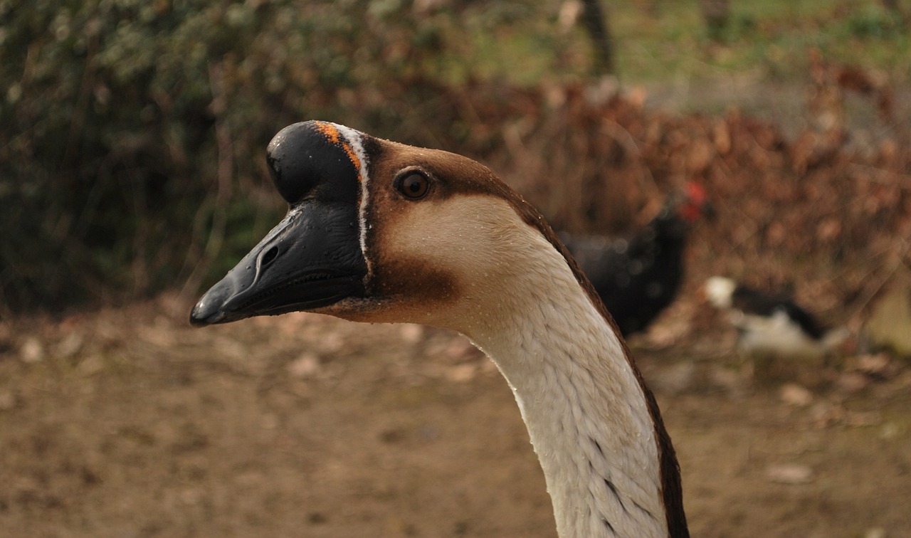 goose head bird free photo