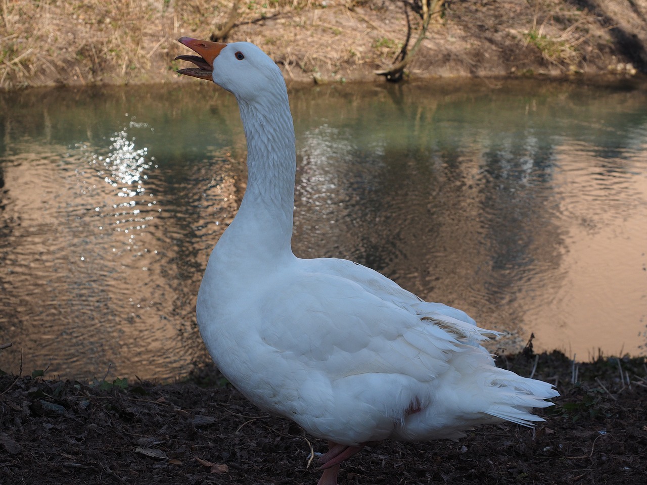 goose scream attention free photo