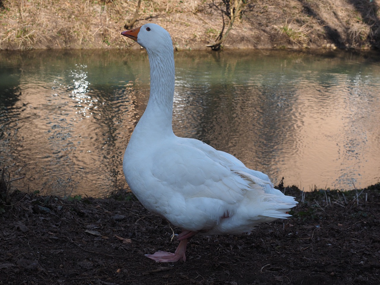 goose animal white free photo