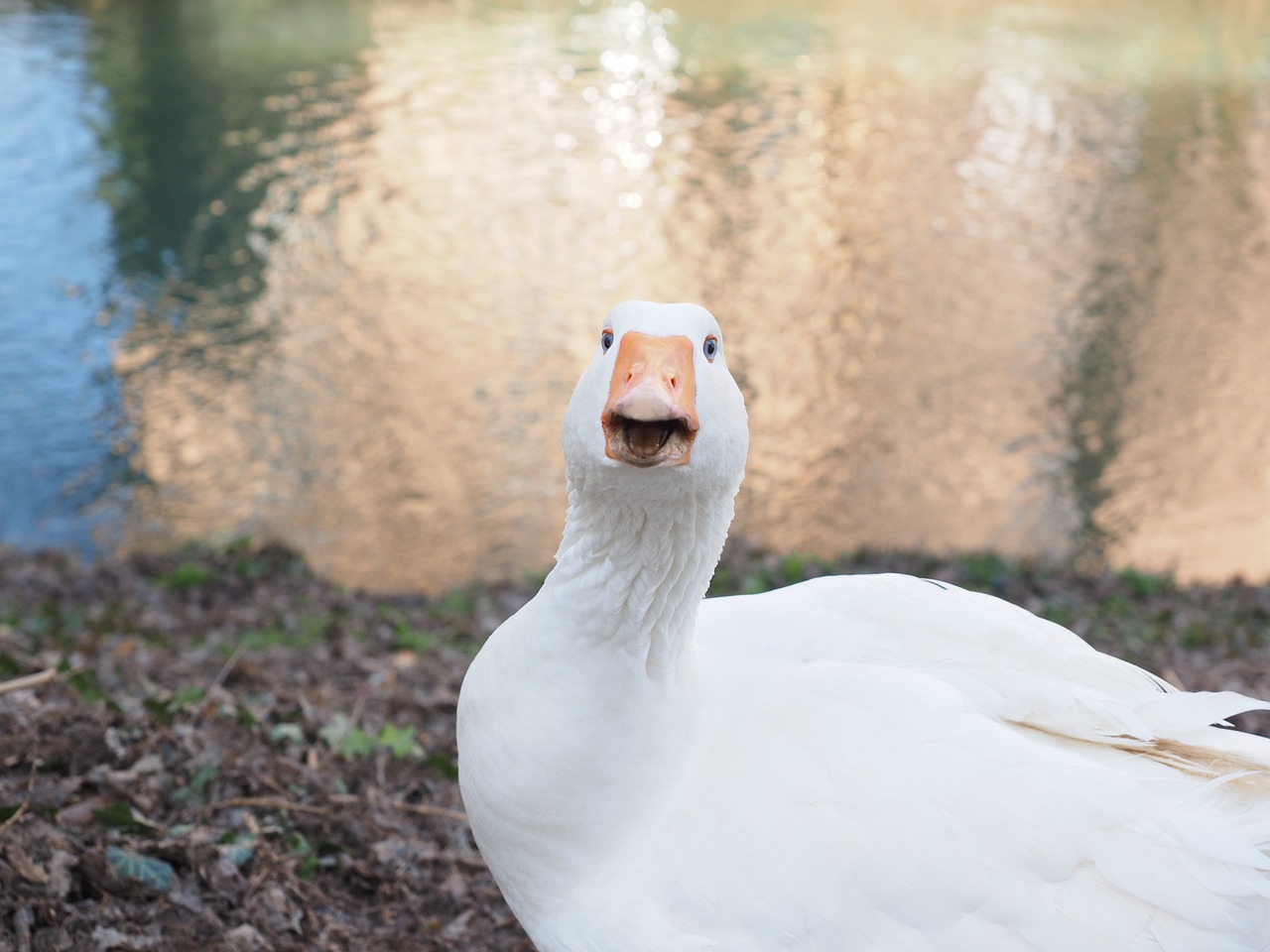 goose head neck free photo