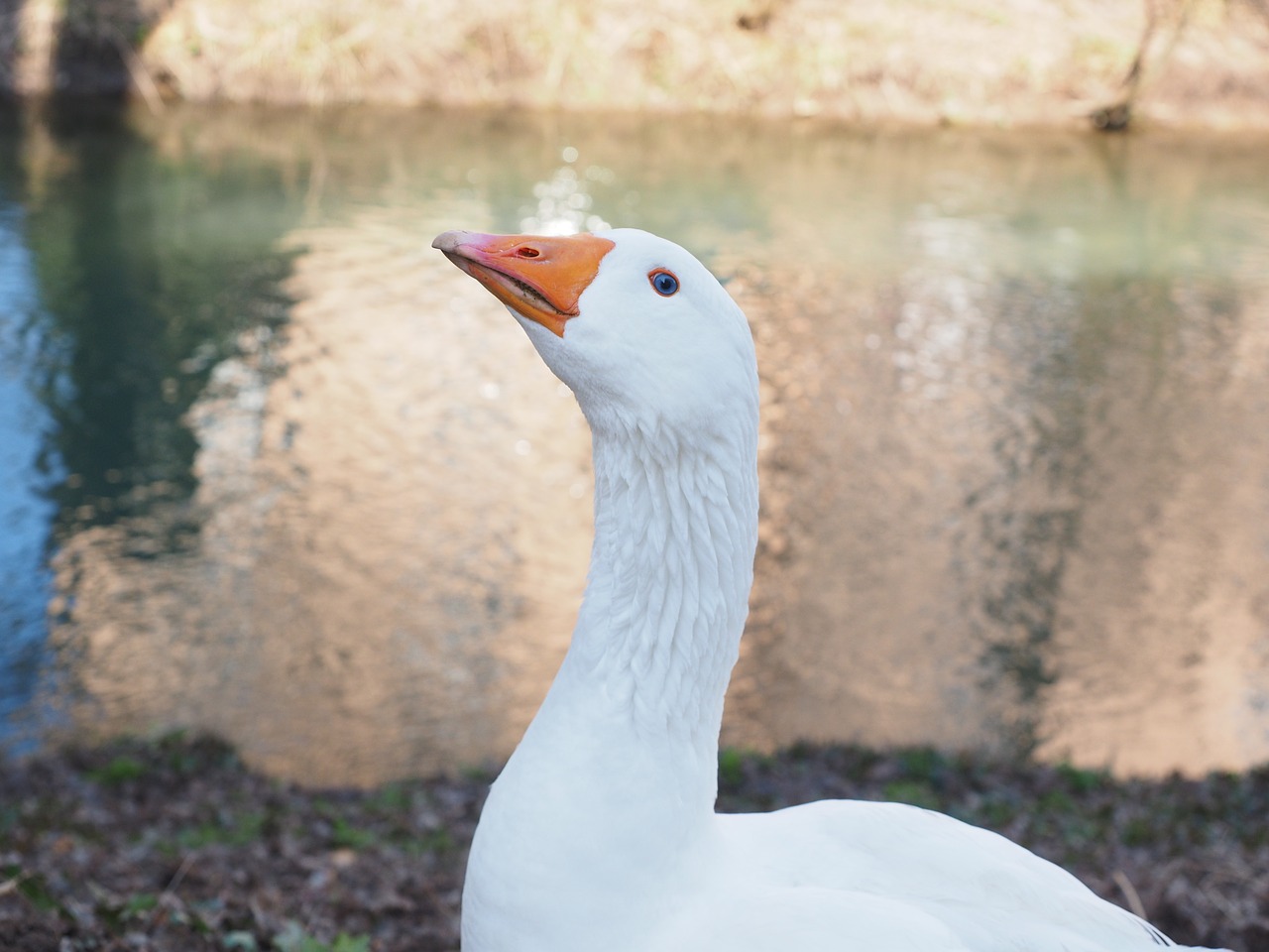 goose important courageous free photo