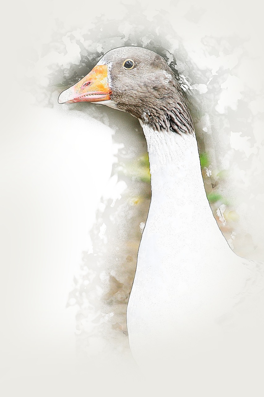 goose bird pets free photo