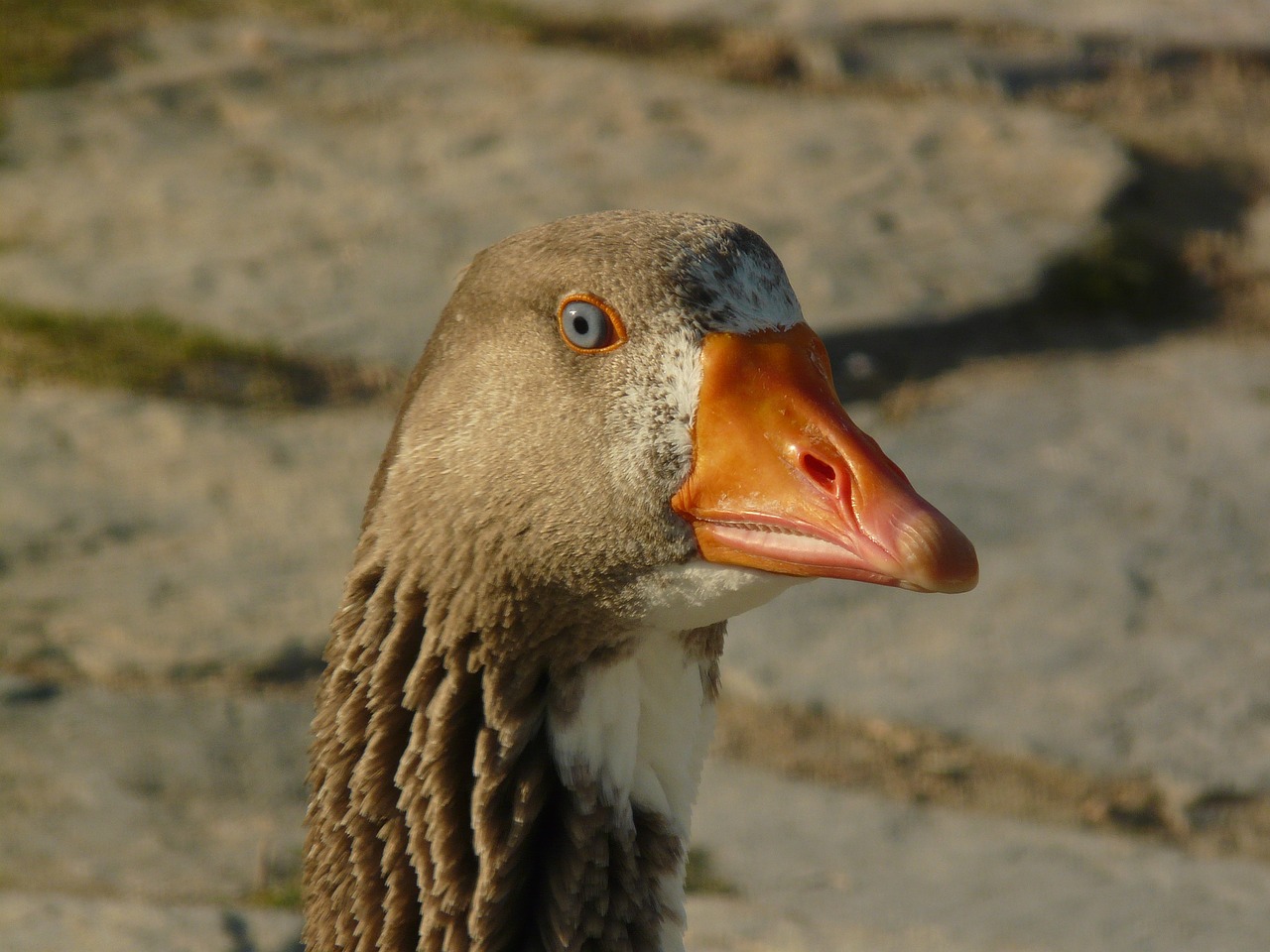 goose animal poultry free photo