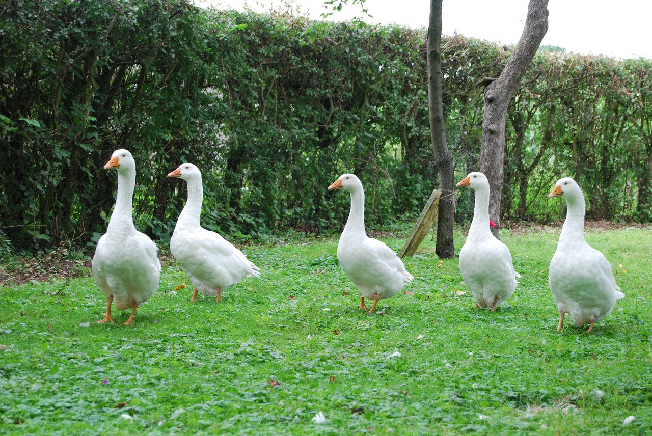 goose geese meadow bird free photo