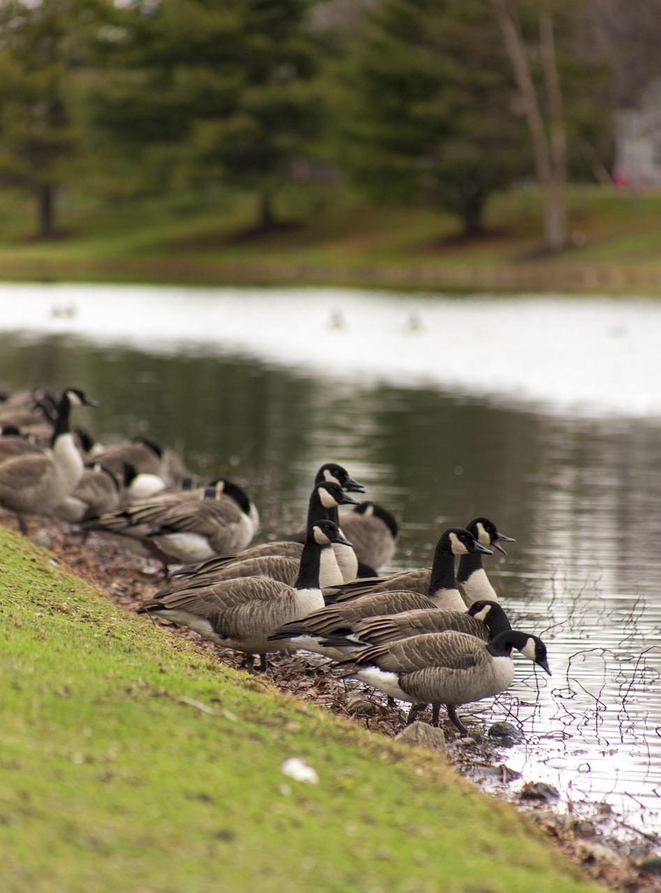 goose geese bird free photo