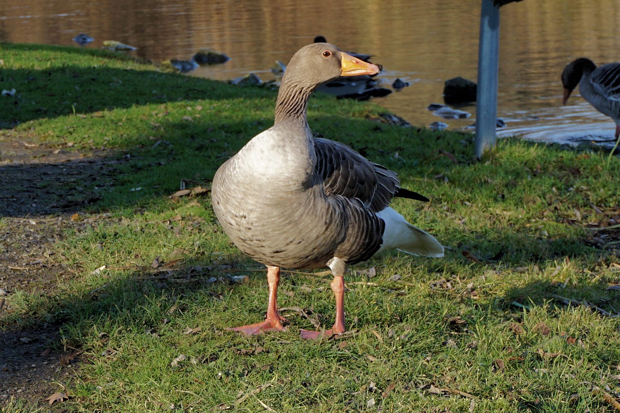 goose bird animal free photo