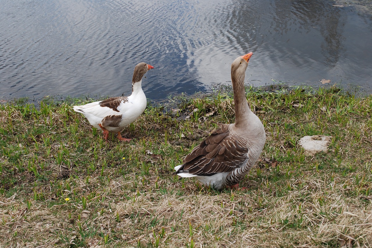 goose two geese gross free photo