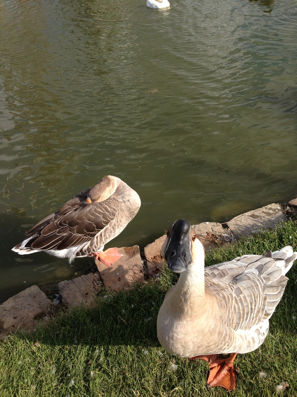 goose nature geese free photo